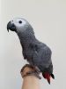 Congo african grey parrot
