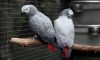 Pair Of Congo African Grey Parrot