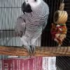 African Grey Parrot - With Cage