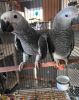 African grey parrot pair URGENT SALE