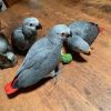 African grey parrots, well trained available for new homes asap