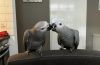 Proven Pair African Grey Parrots Ready