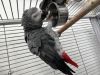 Affectionate African greys ready