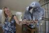 Super friendly African Grey Parrots