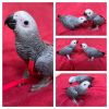 Young Congo African Grey Parrots ready