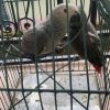 Most Adorable African Grey Parrots for sale.