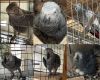 African Grey Breeding Pairs Congo and Timneh's