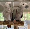 African grey parrots babies