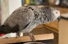 3yr old African Grey parrots