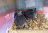 African grey chicks for sale