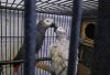 African Grey Parrot Pair For Sale