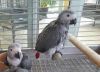 African Grey Baby Parrots