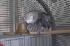 Stunning young African grey parrots