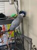 Rehoming an African Grey parrot Male, talks