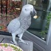 Rehoming an African Grey parrot Male/Female, talks.