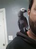 African Grey parrot Male, talks.