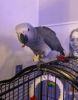 Rehoming an African Grey parrot Male, talks.