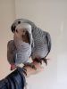 Super tame African grey parrots xxxx