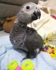 Tamed Congo African Grey Parrots