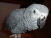 Cute Congo African grey for adoption