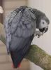 Angelic Congo African Grey for adoption