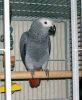 Female Congo African Grey for adoption