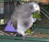 Congo African grey Available