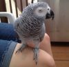 7 months Old African Grey Parrots For Sell.