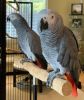 African Grey Parrot Pairs Available For Sale
