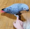 Wonderful African grey parrots available for adoption