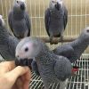 Beautiful African grey parrots