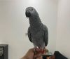 Super tame male African grey parrot set up