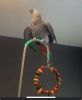 Beautiful African Grey Parrot for Sale