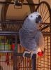 Luxurious African grey parrots for adoption