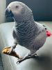 Adorable female African grey parrot for adoption