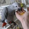 Adorable female African grey parrot