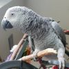Talking African Grey Parrot