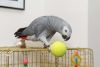 Avialable Africa Grew Parrots for aoption