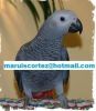 We have healthy,trained and tamed parrots for sale