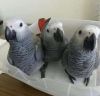 African Grey Parrots Ready Today