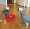 Smart Tamed Congo African Grey Parrots