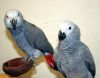 male and female african grey parrots available