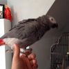Cute African Grey Parrot Birds available for sale