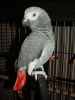 Fully Weaned African greys