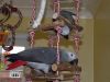 Talking Pair Congo African Grey Parrots with cage