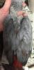 We have 1 Congo African grey baby available