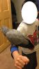 pair of tamed african grey parrots