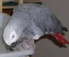 African Grey Parrot africangrey parrots for sale