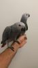 A Pair Of Talking African Grey Parrots