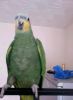 Blue And Gold Macaw/ Amazons African/congo Greys